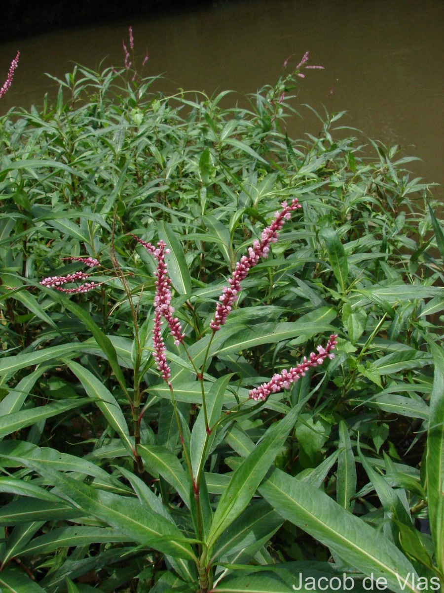Persicaria glabra (Willd.) M.Gómez
